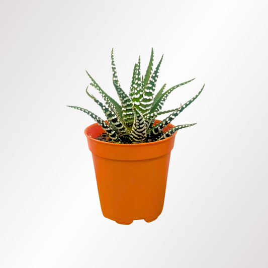 Small Size Succulent