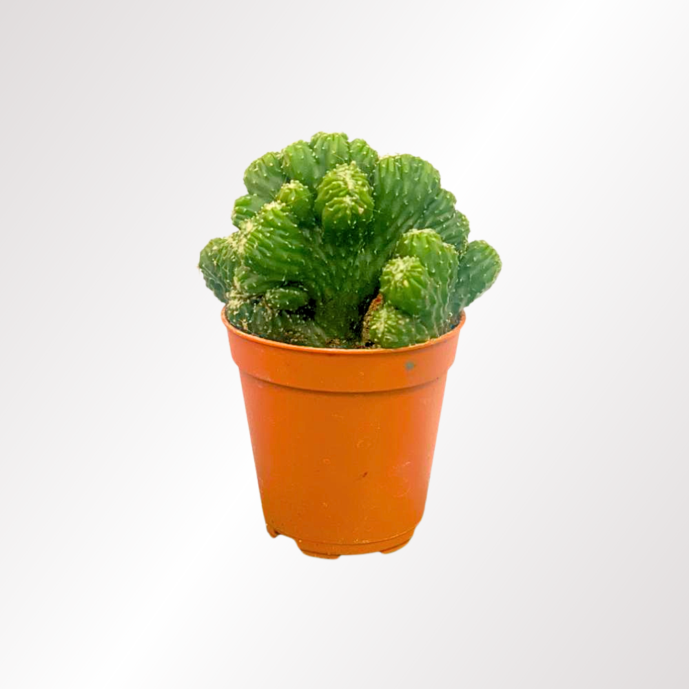 Small Size Succulent