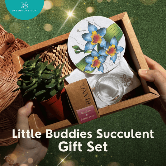Little Buddies Succulent Gift Set