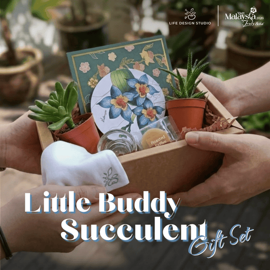 Little Buddy Succulent Gift Set
