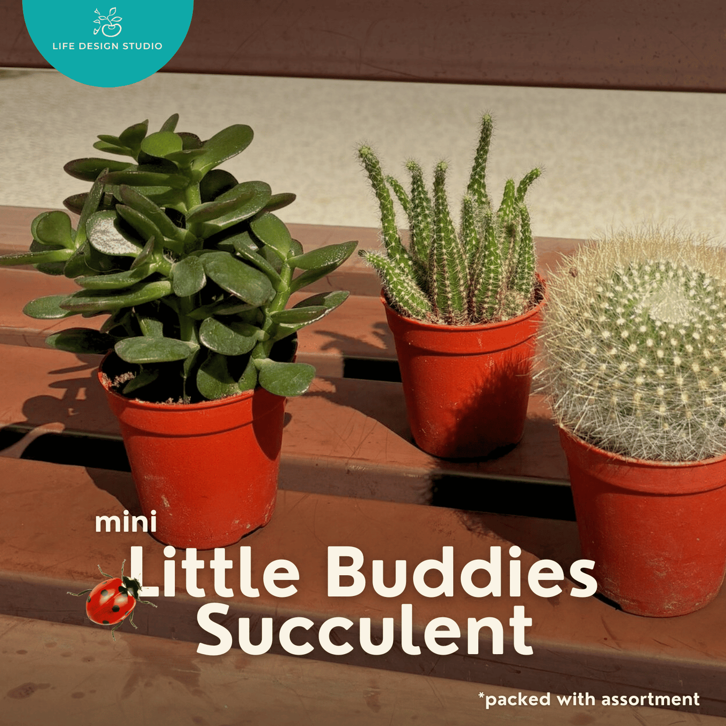 Little Buddies Succulent