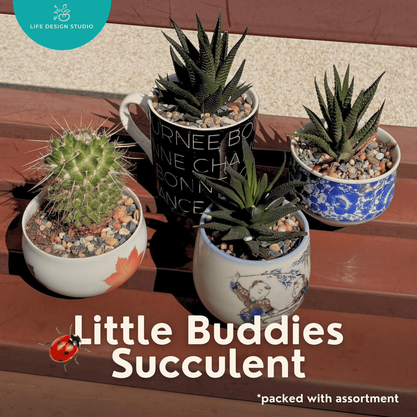 Little Buddies Succulent