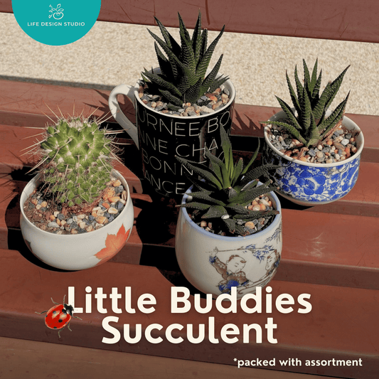 Little Buddies Succulent