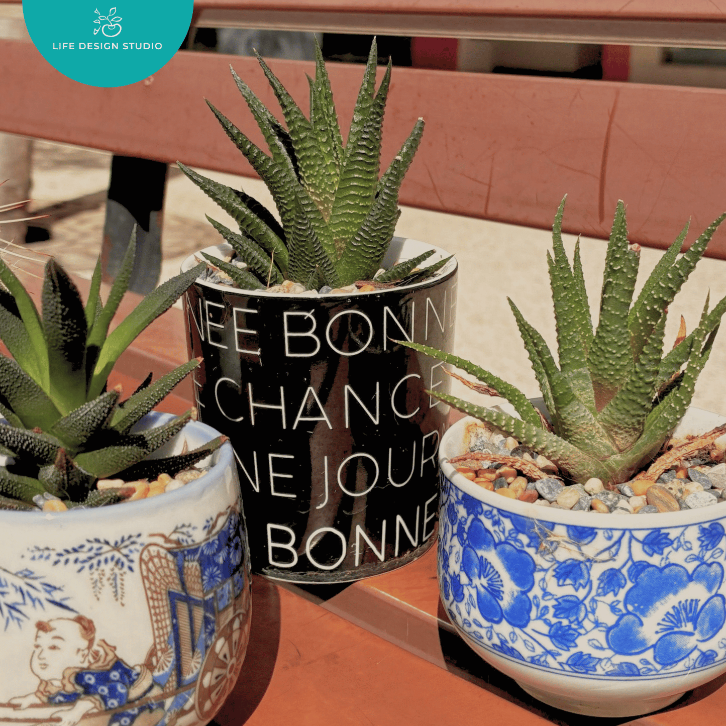 Little Buddies Succulent