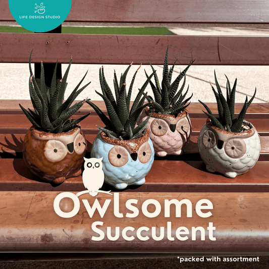 Little Owlsome Buddy