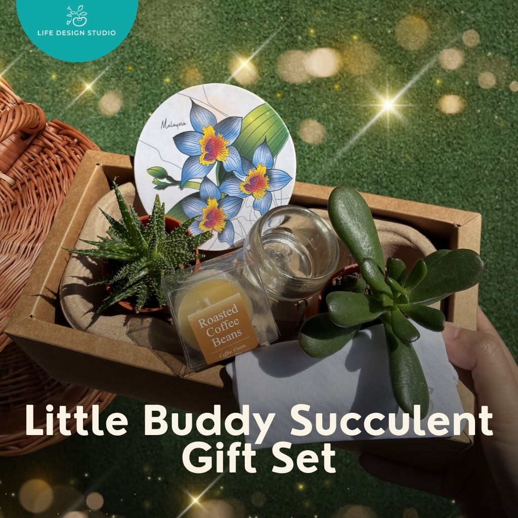 Little Buddy Succulent Gift Set