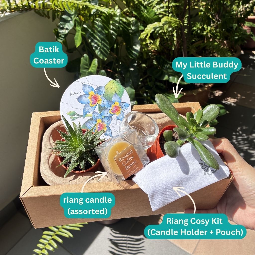 Little Buddy Succulent Gift Set