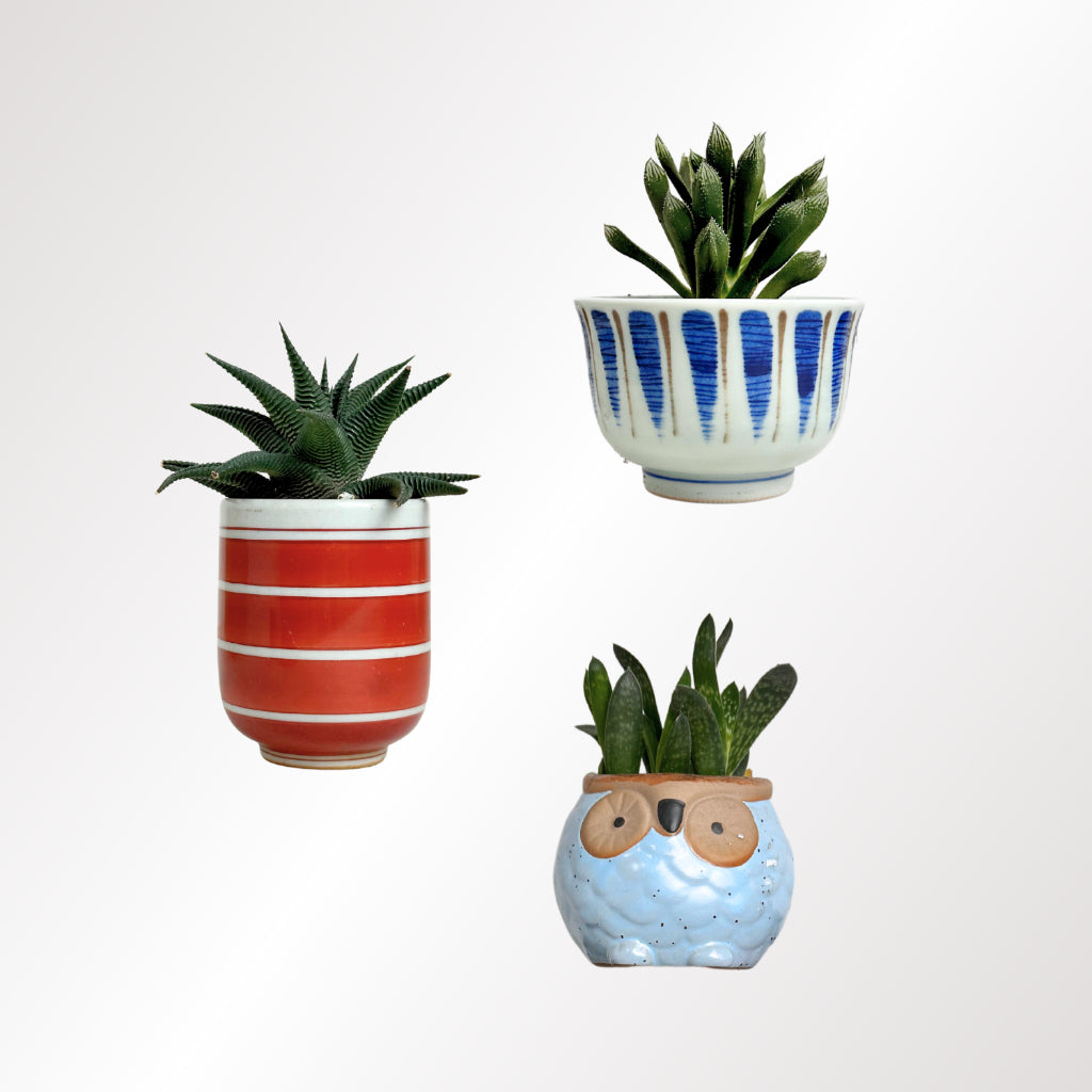 Cosy Day with Little Buddy Succulent Gift Box