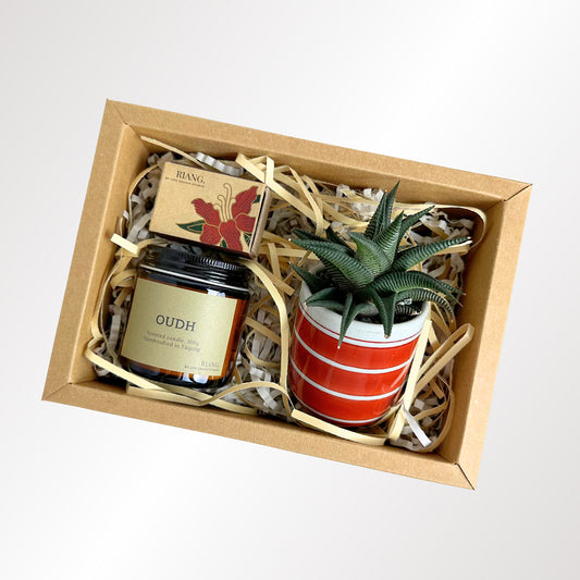 Cosy Day with Little Buddy Succulent Gift Box